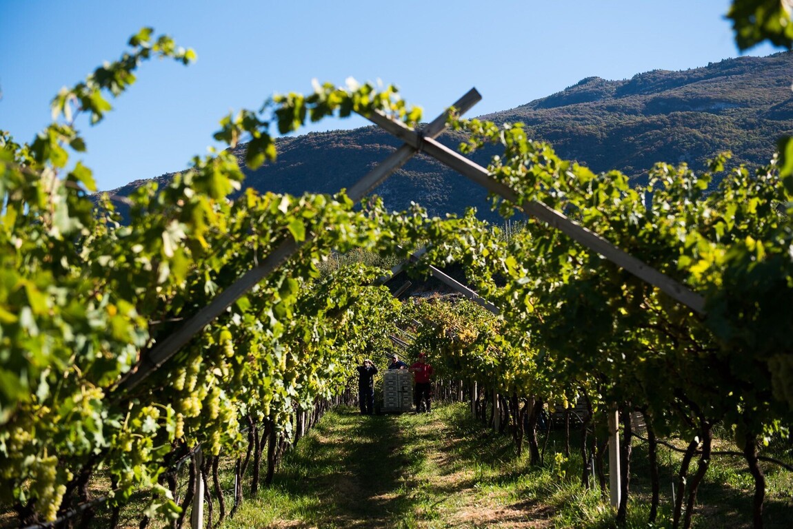 Wines of the Heart and Soul