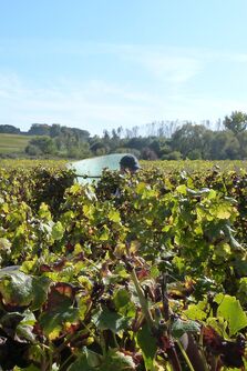 Biodynamic Winemaking at Bookham Wine Club