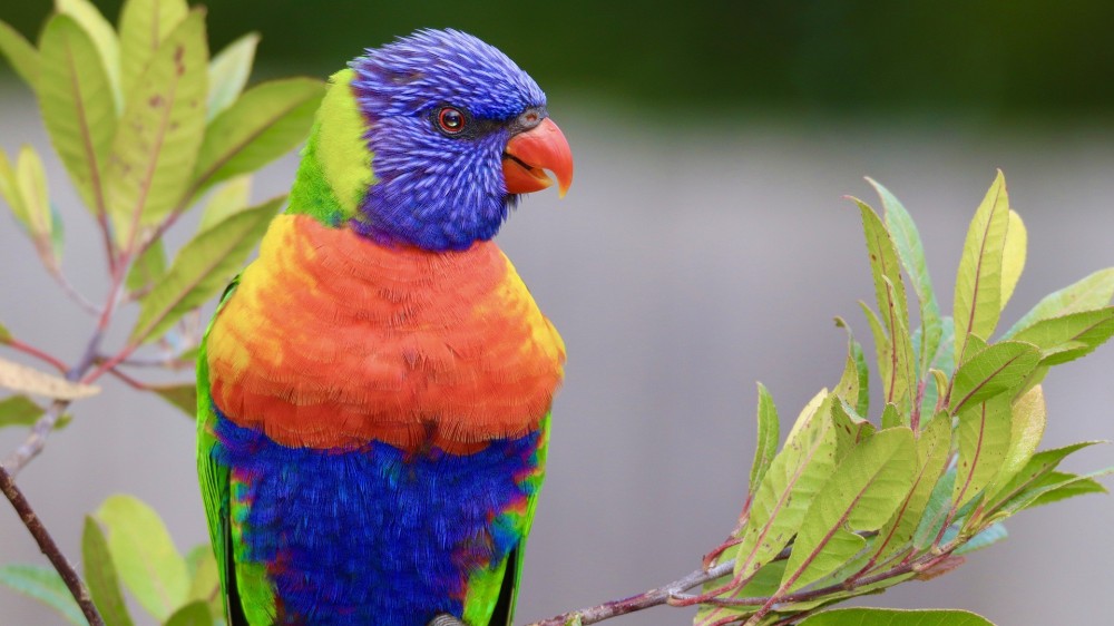 விலங்குகளும் பாதைகள் தூக்கலாம், மனிதருக்கெதிராக?