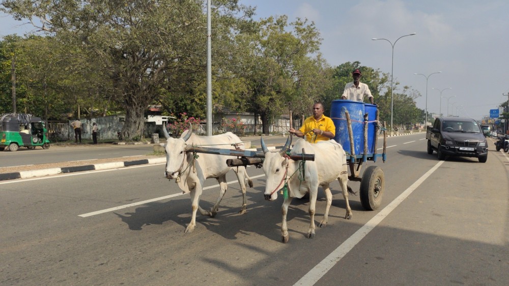 எரிபொருள் வாங்க மாட்டுவண்டியில் சென்ற பிரதேச சபை உறுப்பினர்