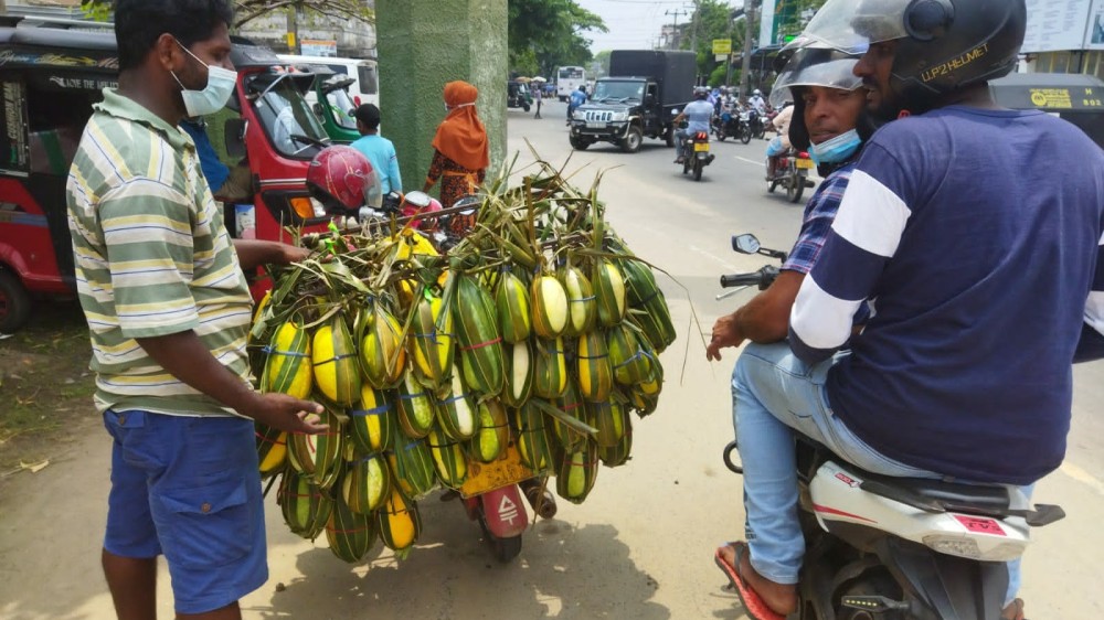 களை கட்டியுள்ள  வெள்ளரிப்பழ சீஸன்