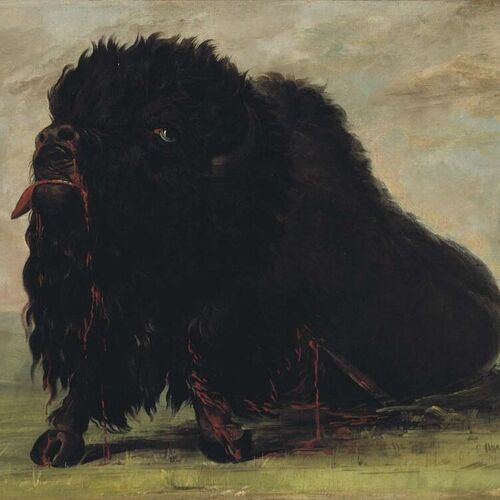 Dying Buffalo, Shot with an Arrow