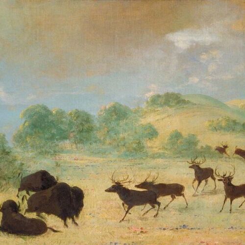 Elk and Buffalo Making Acquaintance, Texas