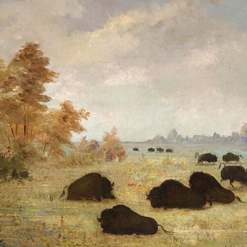 Stalking Buffalo, Arkansas