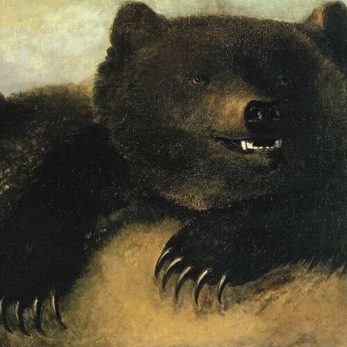 Weapons and Physiognomy of the Grizzly Bear (A)