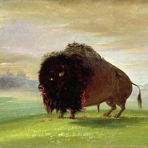 Wounded Buffalo, Strewing His Blood over the Prairies