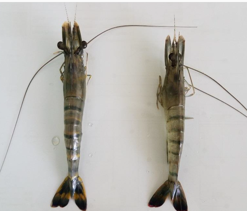 Extensive Pond Systems