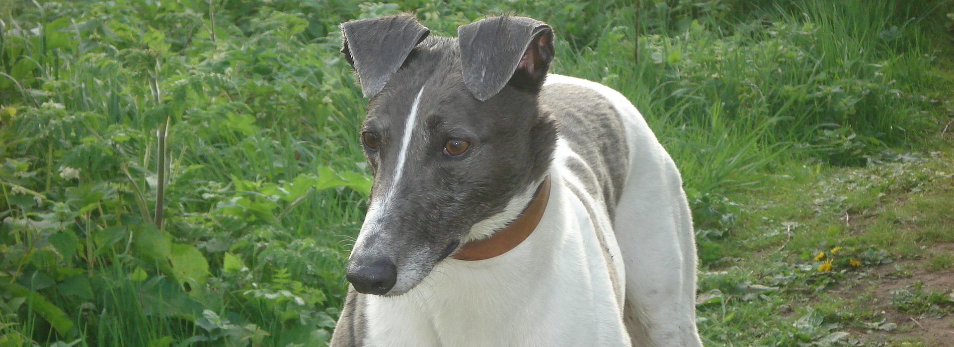 Dog trainer Pembrokeshire