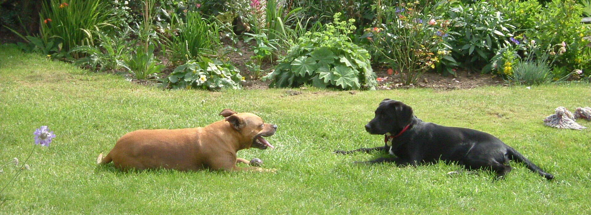 Dog behaviourist Pembrokeshire