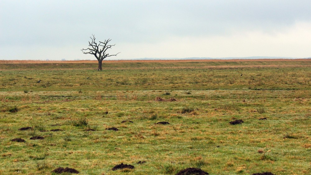 பொதுத் தேவைக்குரிய அரசகாணி அபகரிப்பில் தனிநபர் -  பிரதேச செயலகம் உடந்தை?
