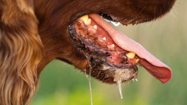 இளம் குடும்பஸ்தர் நீர் வெறுப்பு நோய்க்குள்ளாகி மரணம்