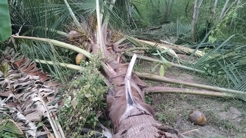 காட்டு யானைகளின் அட்டகாசம்