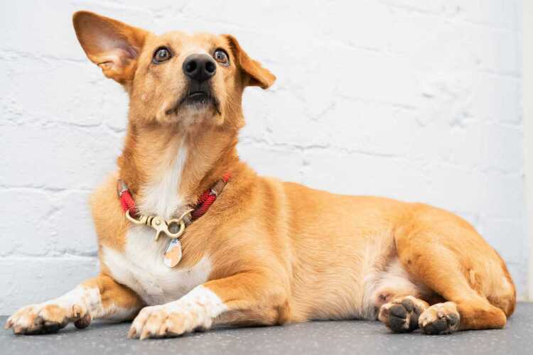 Consultations | Rose Valley Vets