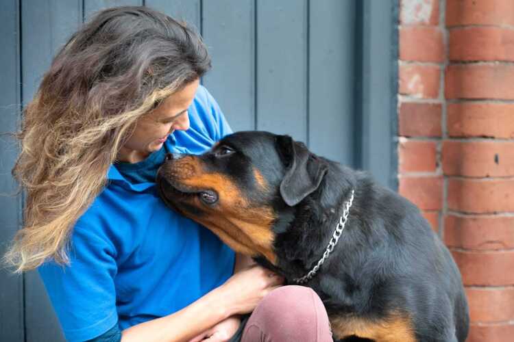 Consultations | Rose Valley Vets