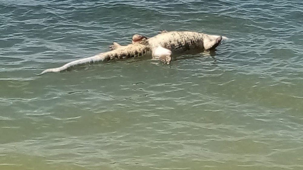 இறந்தநிலையில் கரைஒதுங்கிய முதலை