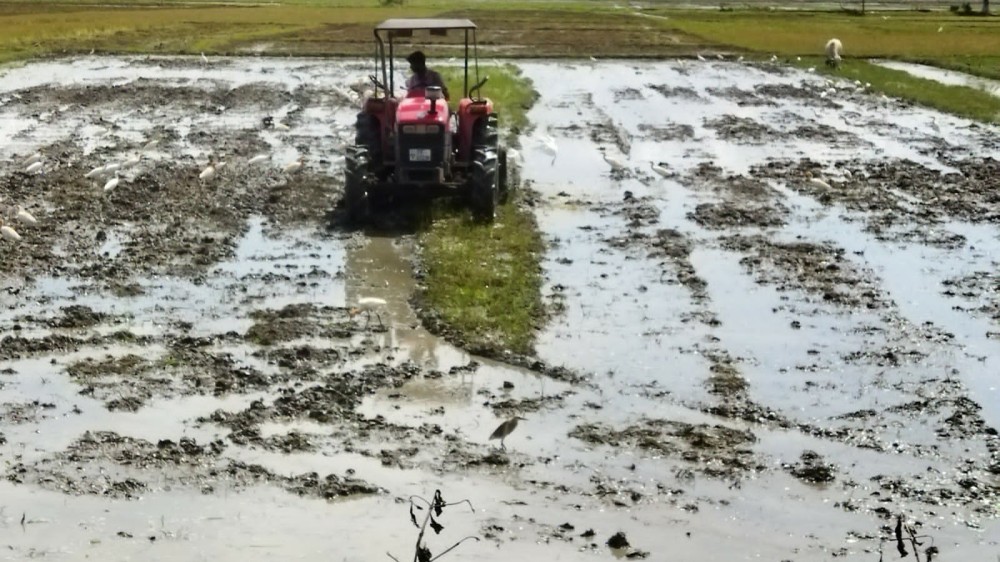 அம்பாறை மாவட்டத்தில்  சிறுபோக நெற்செய்கை  துரித ஆரம்பம்