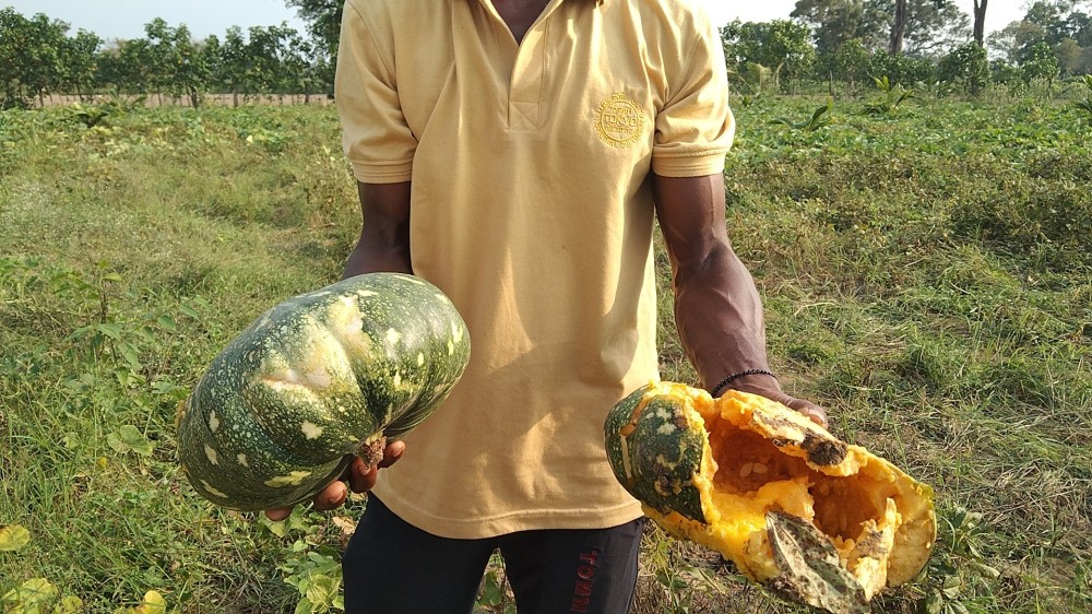 காட்டு யானைகளால் 5 ஏக்கர் மேட்டு நில பயிர்கள் அழிப்பு