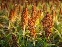 Sorghum