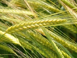 Barley