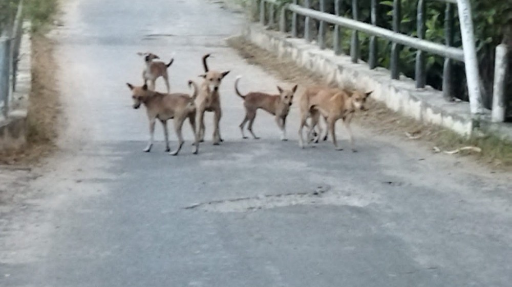 கட்டாக்காலிகள் தொல்லை