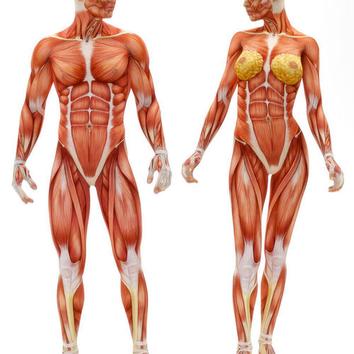 Anatomy & Physiology