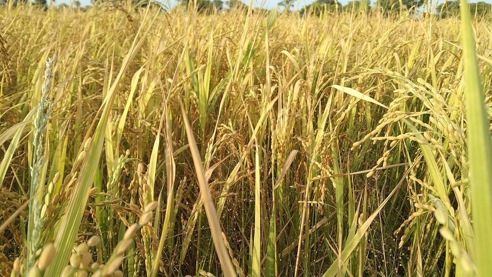 அறுவடைக்கு எரிபொருள் பெற்றுத் தாருங்கள் - விவசாயிகளின் வேண்டுகோள்