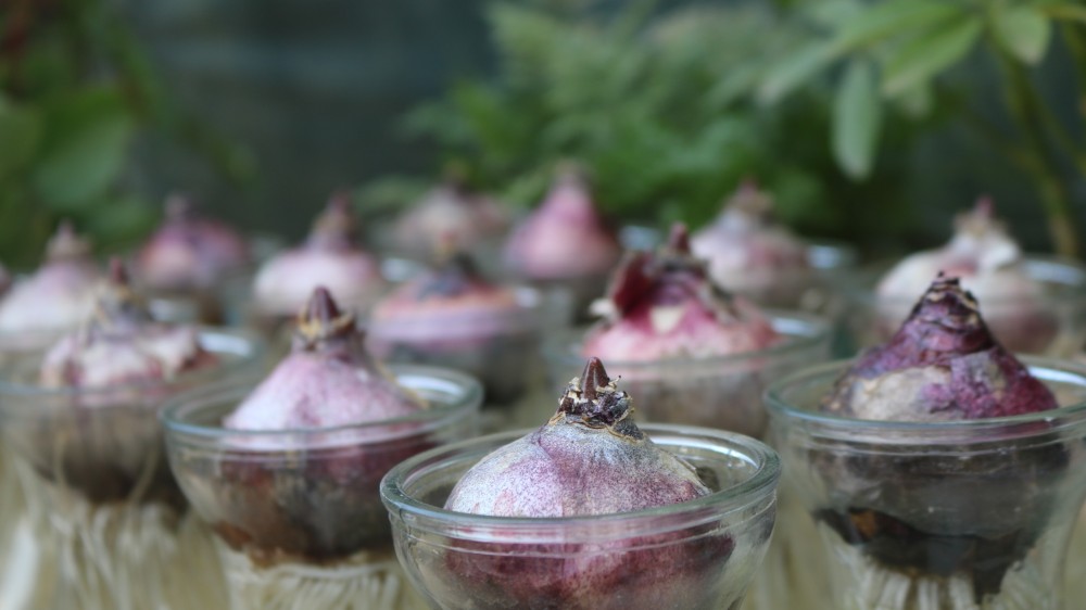 சிறுபோக விவாசாயிகளின் அவலம்