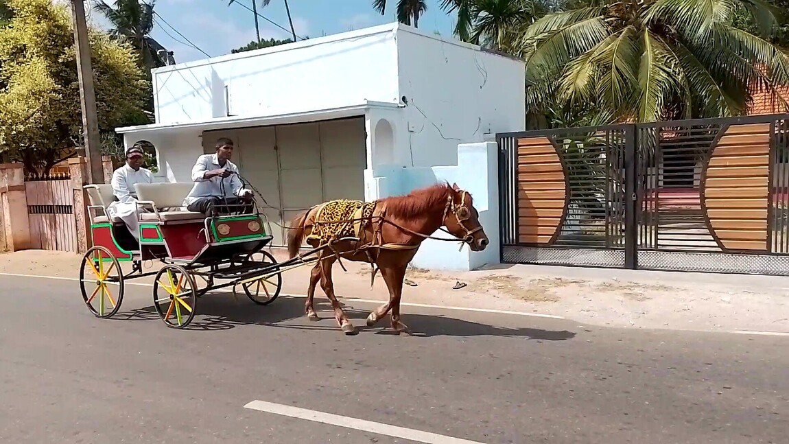 யாழில் ஆரம்பமான குதிரைச் சவாரி