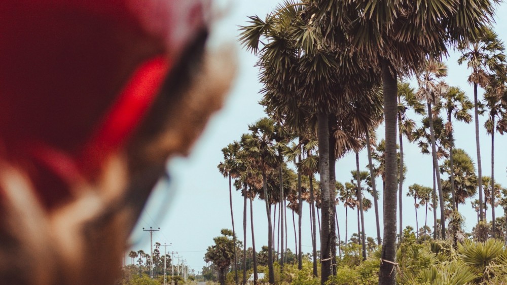 திக்கம் வடிசாலையை திறப்பதும் தென்னிலங்கையில் அதிகரிக்கும் சந்தை வாய்ப்பும்