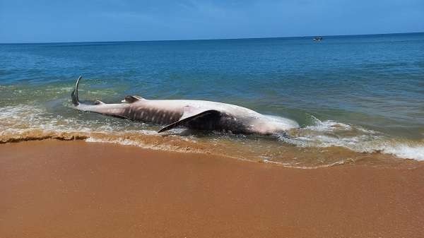 இறந்த நிலையில் கரை ஒதுங்கியது 20 அடி நீள சுறா