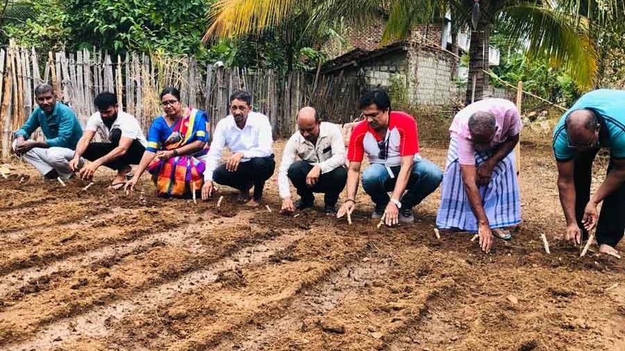 துரித பயிர்ச் செய்கை திட்டம்