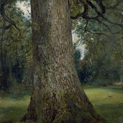 Study of the Trunk of an Elm Tree