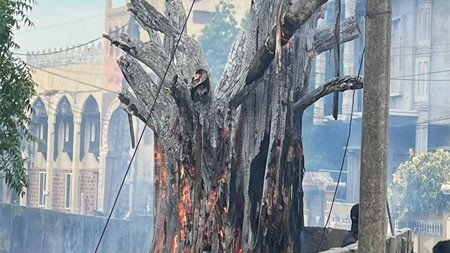 நூறு வருடங்களுக்கு மேல் பழமை வாய்ந்த மரம் தீயால் எரிந்தது