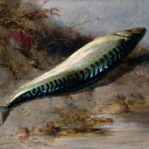 A Mackerel on the Seashore