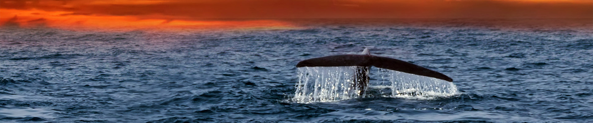 Luxury Sri Lanka Holidays