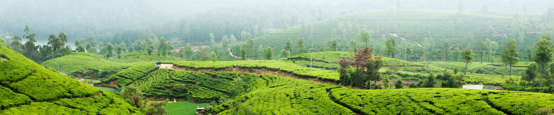 Sri Lanka Luxury Holidays