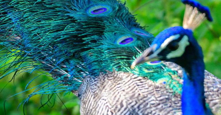 Luxury Sri Lanka Holidays