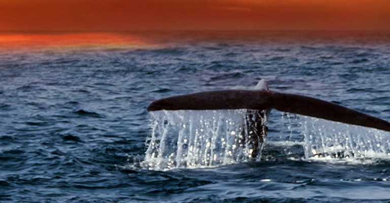 Sri Lanka Luxury Holidays