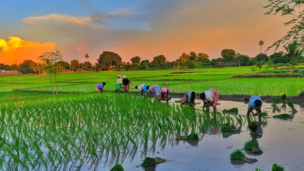 விவசாயிகளுக்கு இந்தியாவிலிருந்து உரம்