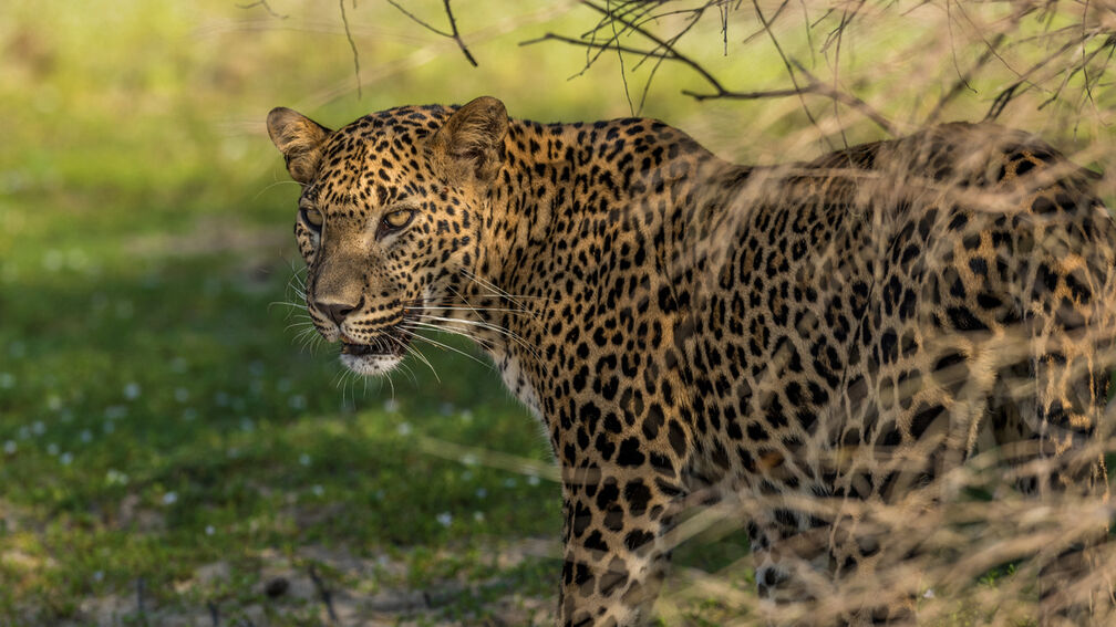 Willpattu National Park