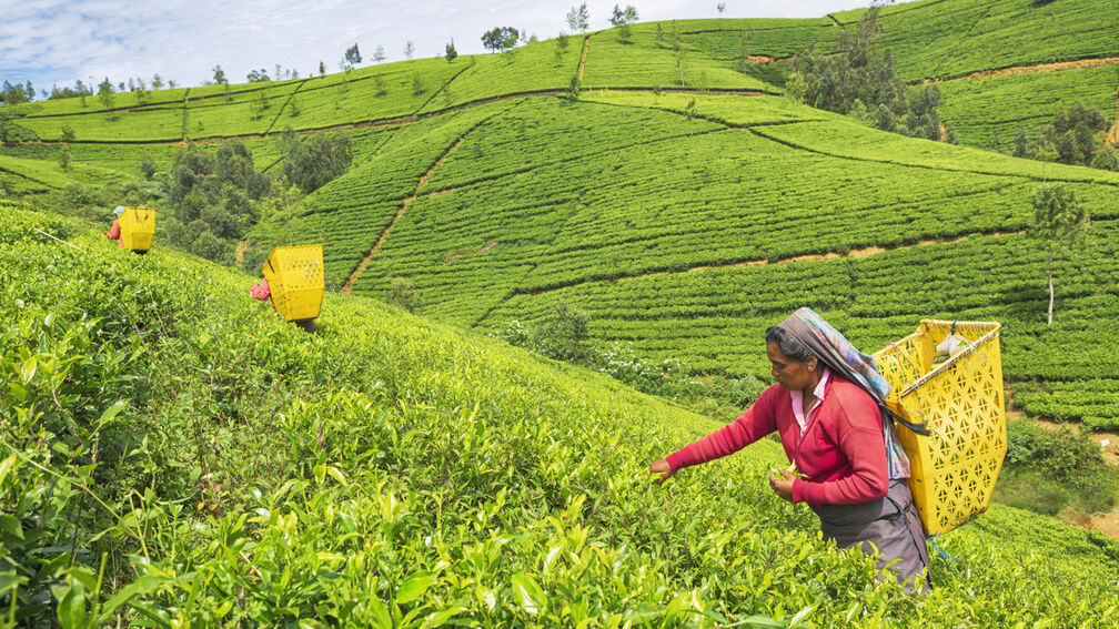 Tea Picking Experience