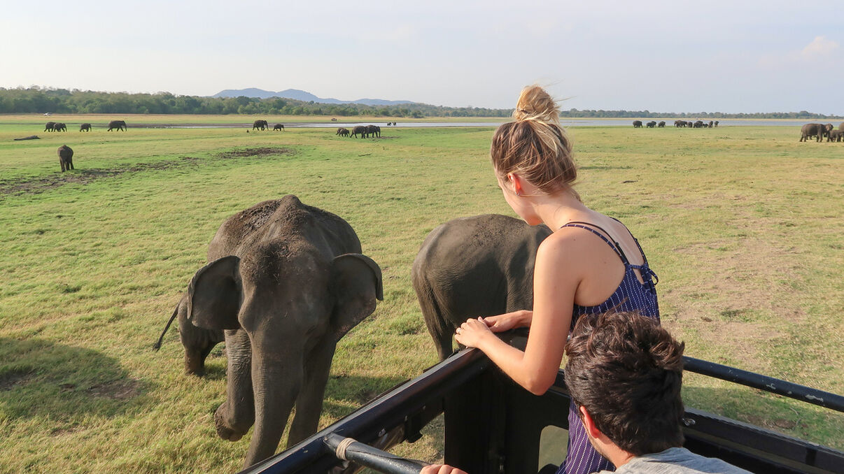 Minneriya Jeep Safari