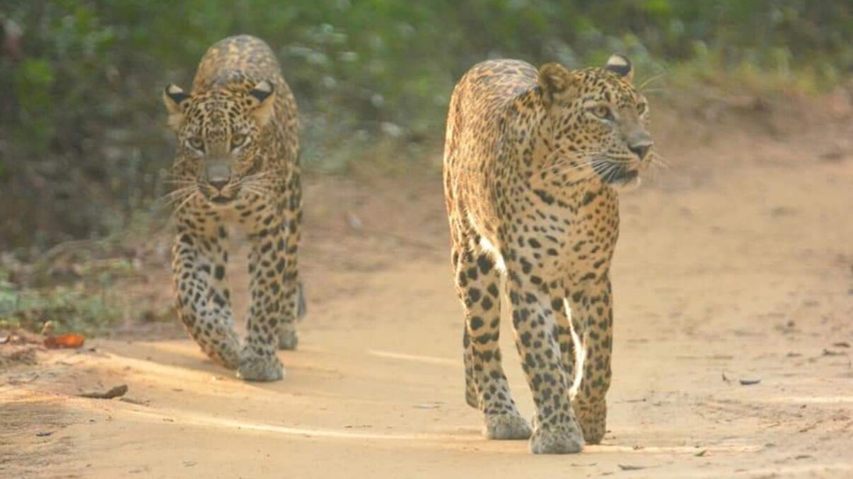 Wilpattu National Park