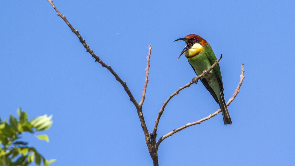 Bundala Bird Watching Safari
