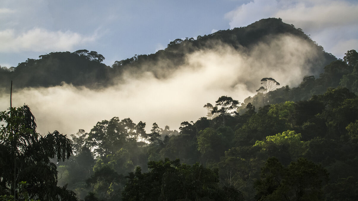 Sinharaja Forest Reserve Trekking