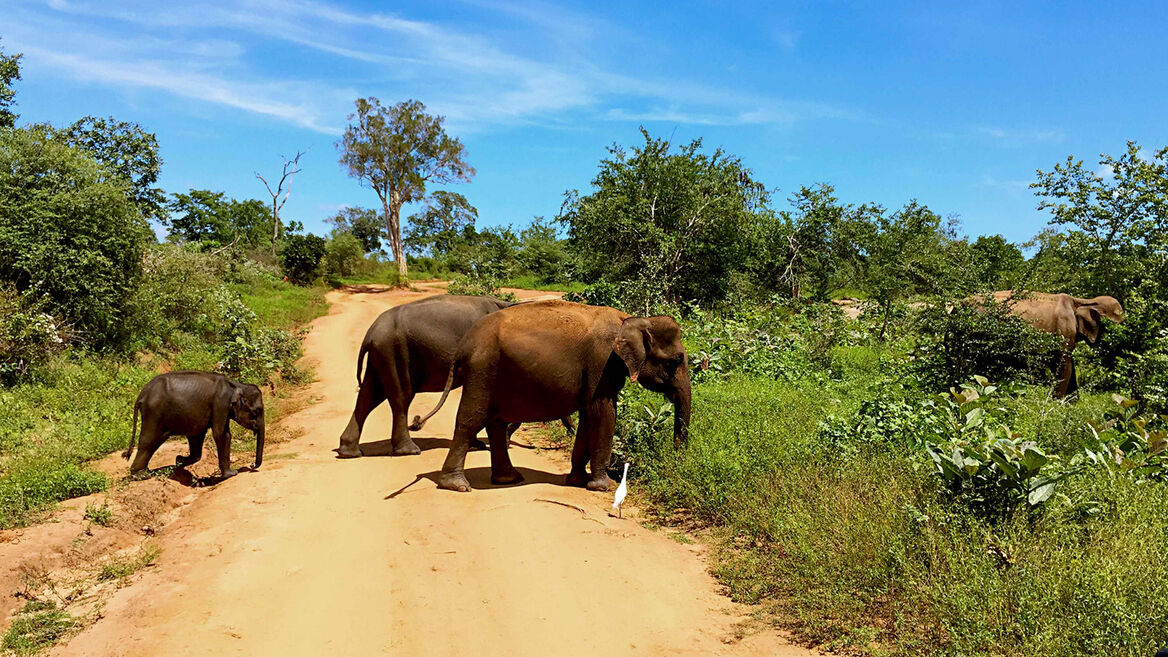 Udawalawe Jeep Safari