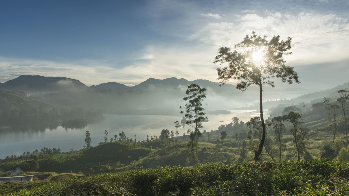 Ceylon Tea Trails