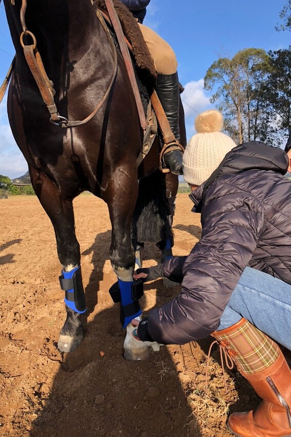 Horse physiotherapy