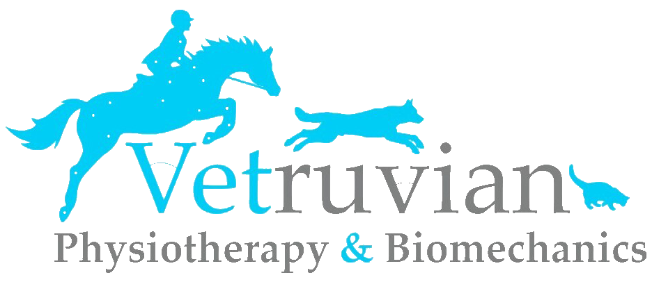 Vetruvian Physiotherapy | Veterinary physiotherapy essex | Dog physiotherapy essex | Veterinary physiotherapist essex