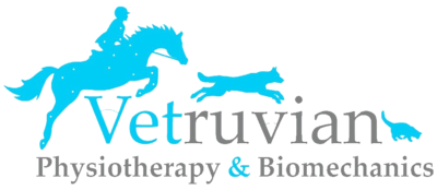 Vetruvian Physiotherapy | Veterinary physiotherapy essex | Dog physiotherapy essex | Veterinary physiotherapist essex